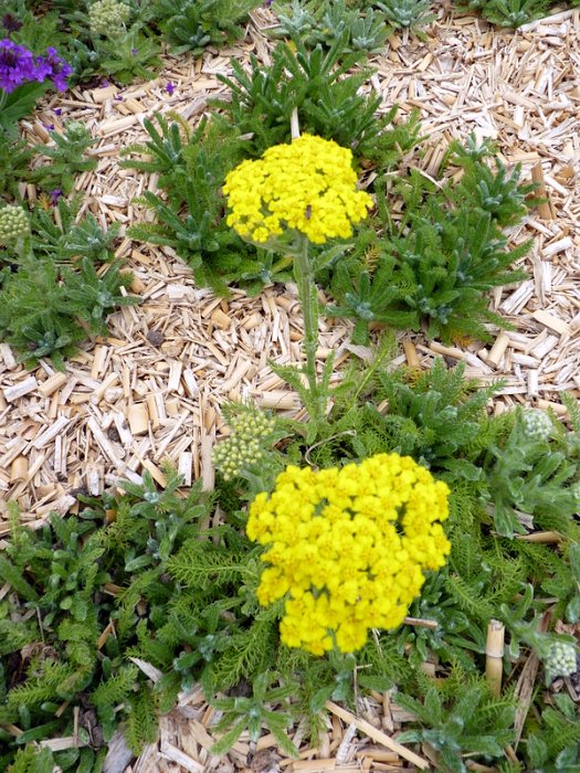 Achillea tomentosa 'Aurea'